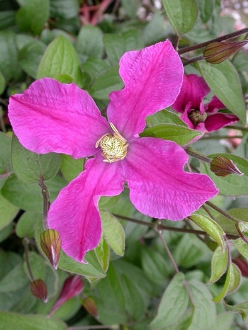 Inspiration Pink Clematis