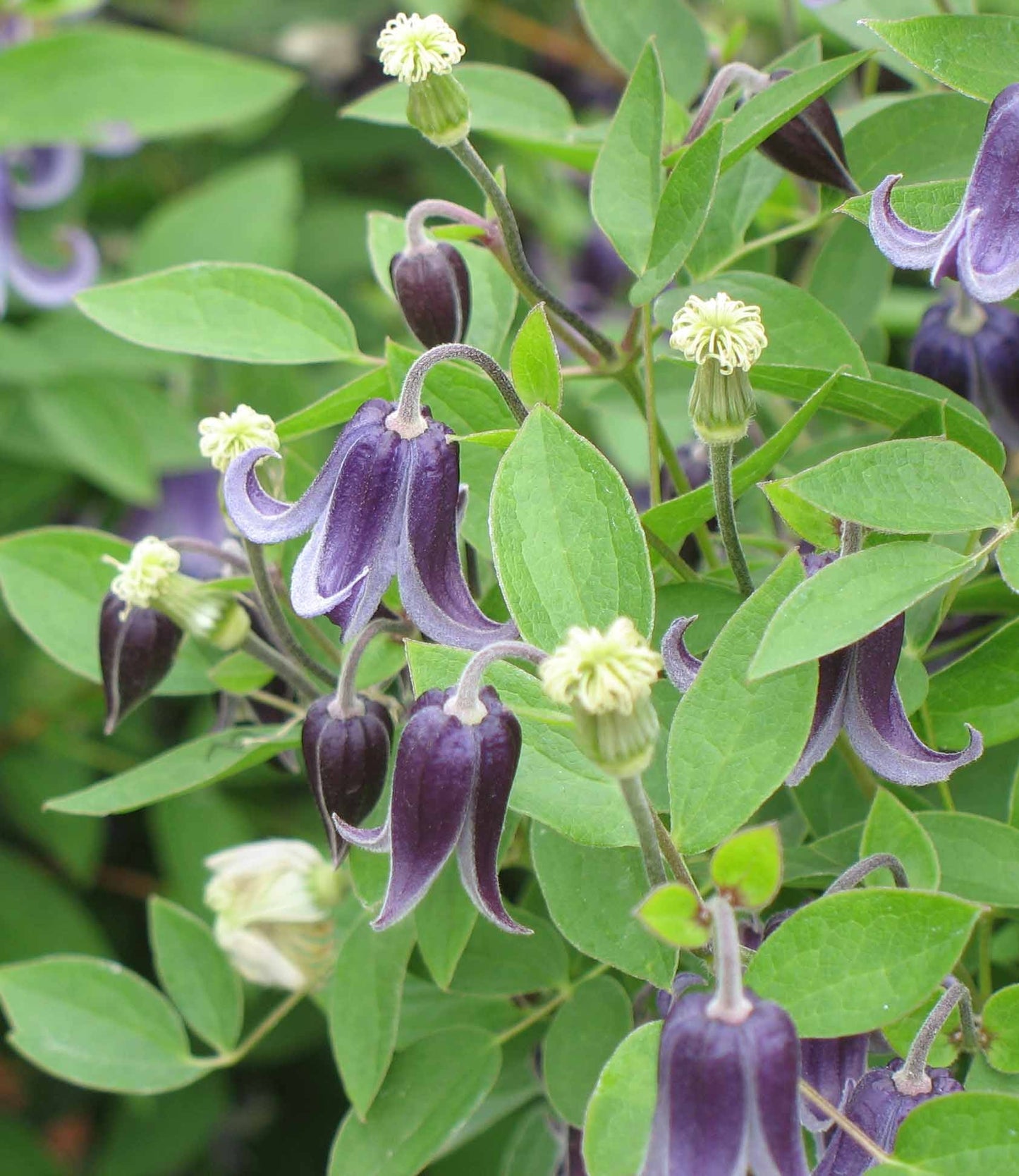 Fascination Clematis