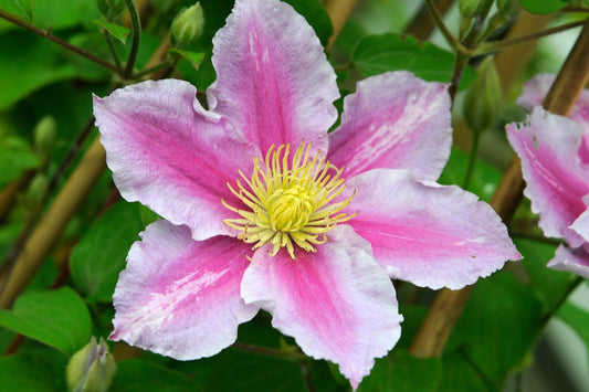 Clematis 'Piilu'