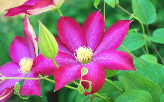 Pink Champagne Clematis