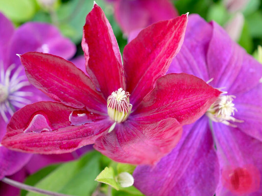 Rouge Cardinal Clematis