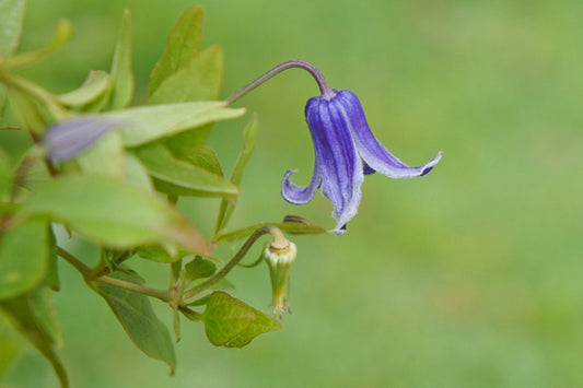 Rooguchi Clematis