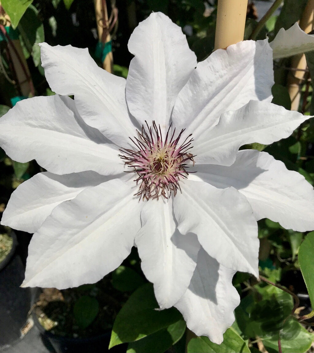 Snow Queen Clematis
