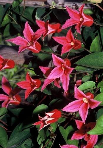 Princess Diana Clematis