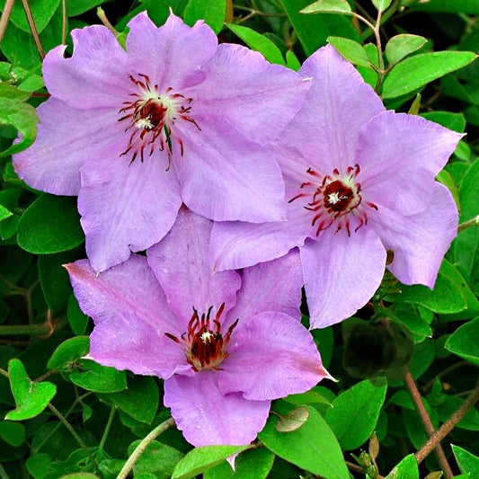 The First Lady Clematis