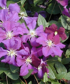 Etoile Violette Clematis