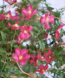 Madame Julia Correvon Clematis