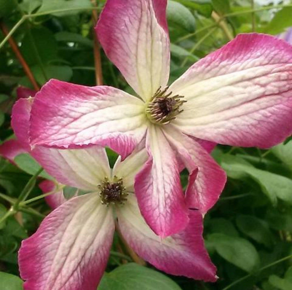 Minuet Clematis