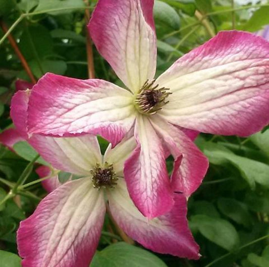 Minuet Clematis