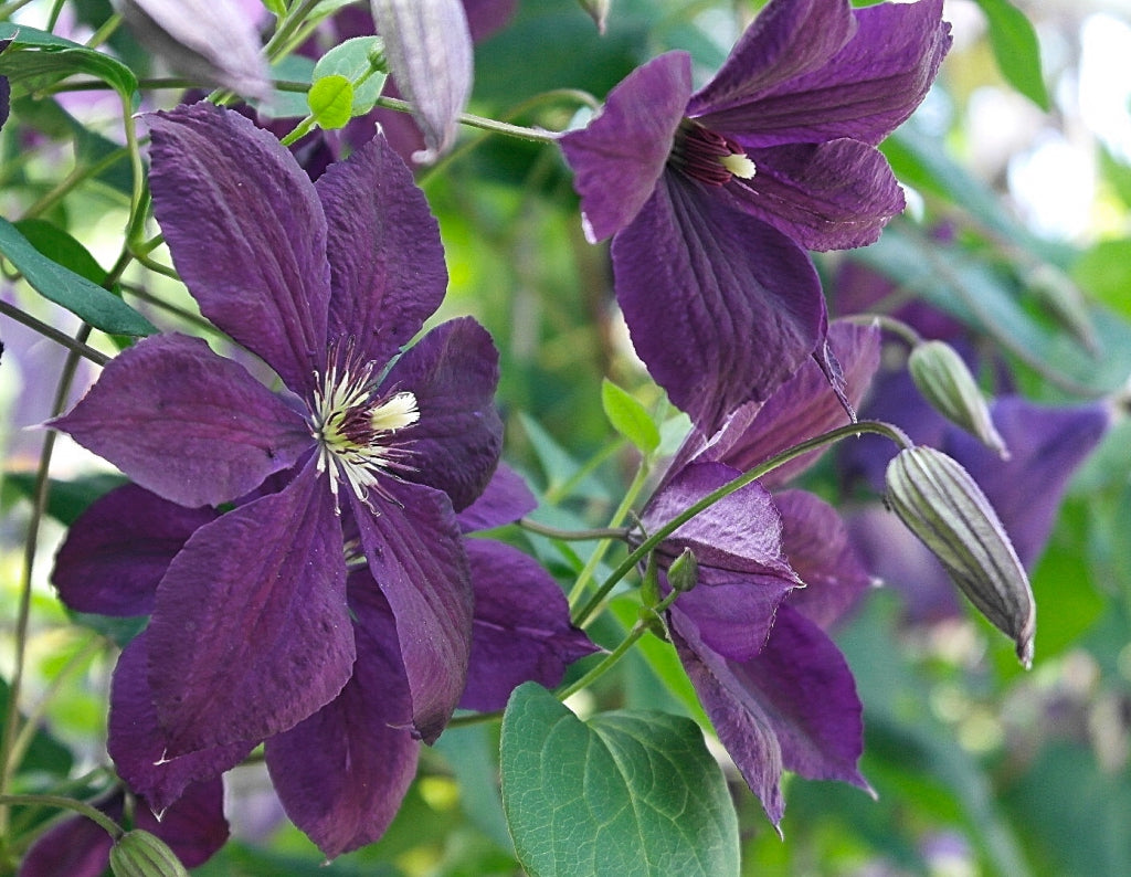 Negritjanka Clematis