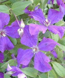 Polish Spirit Clematis
