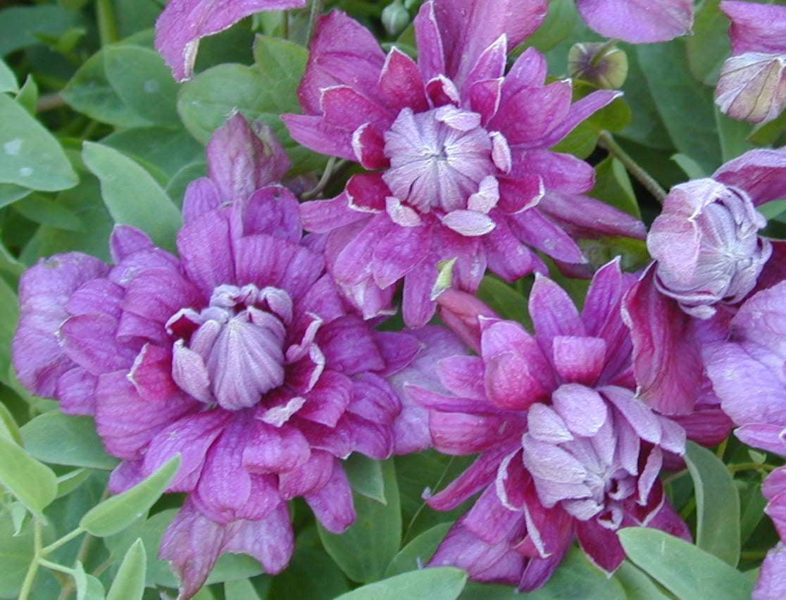 Purple Plena Elegans Clematis