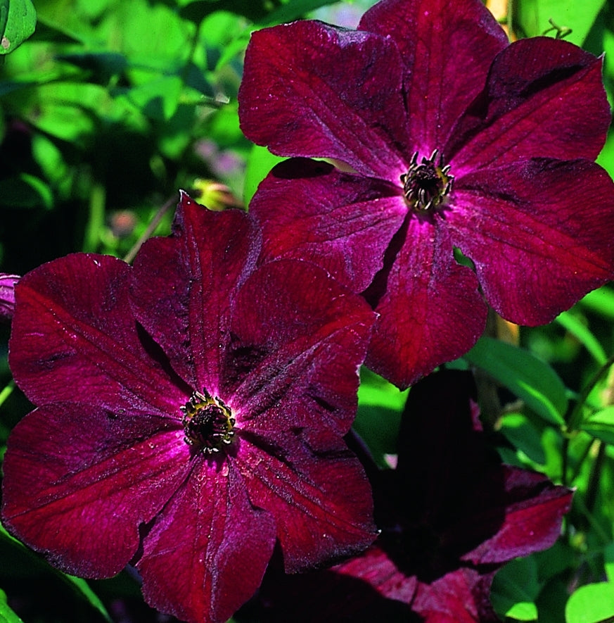 Royal Velours Clematis