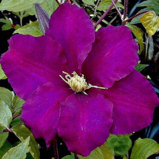 Warsaw Nike Clematis