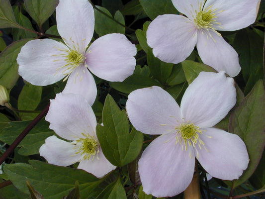 Clematis montana 'Pink Perfection' Vine