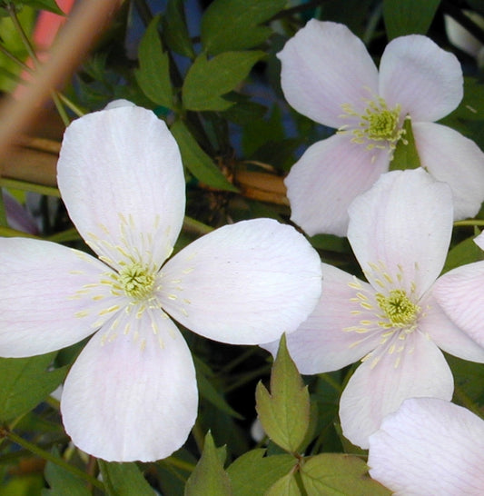 Clematis montana 'Rubens' Pink Vine
