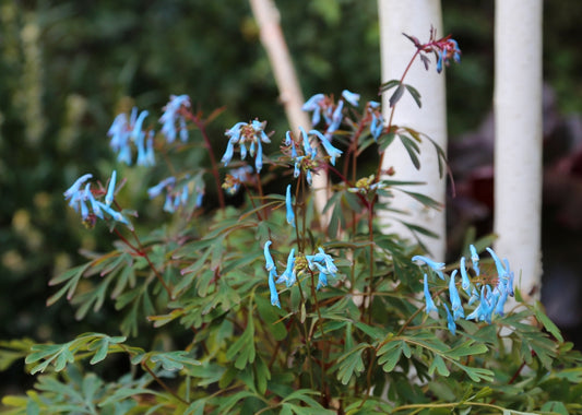 Porcelain Blue Corydalis