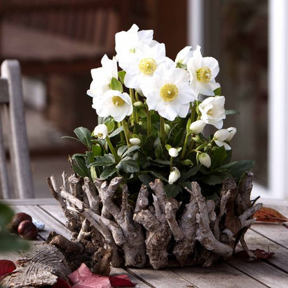 Hellebore 'Jonas' Christmas Rose