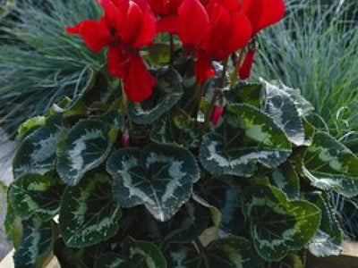 All Tropicals
