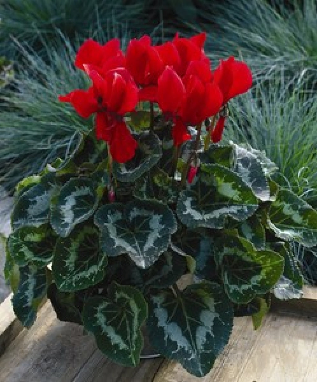 Cyclamen Red