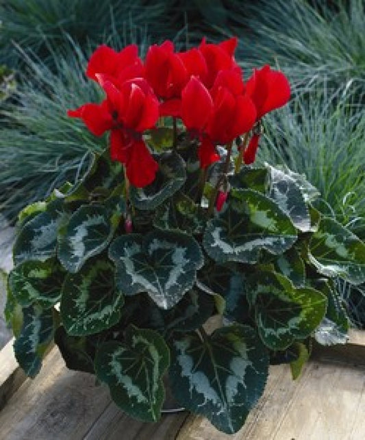Cyclamen Red