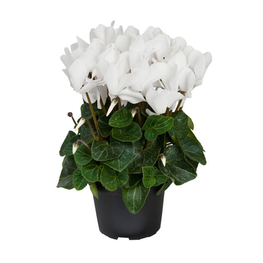 Cyclamen White