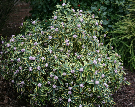 Marianni Variegated Winter Daphne