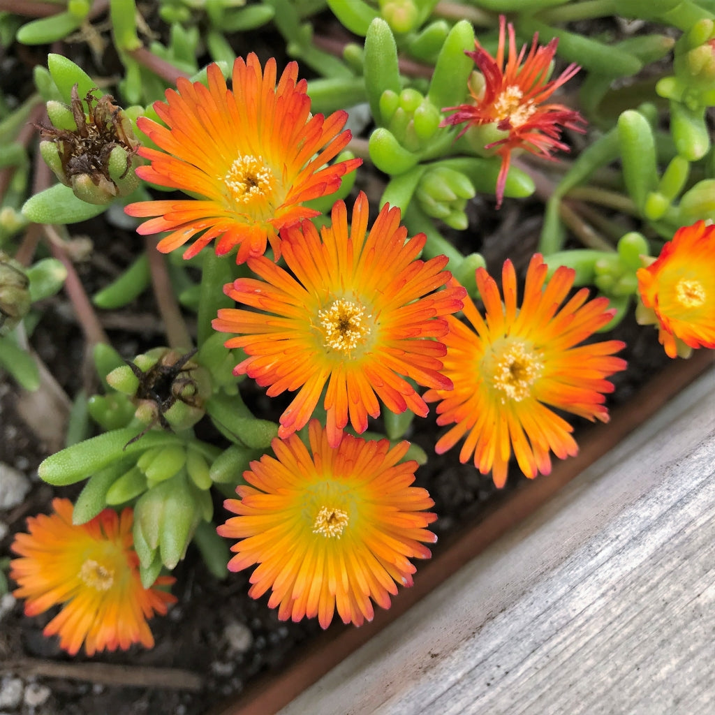 Wheels of Wonder Orange Ice Plant