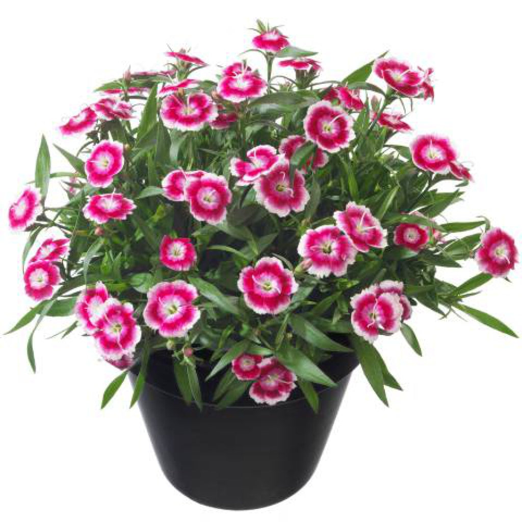 Dianthus Beauties Olivia Bella Carnation