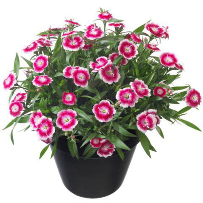 Dianthus Beauties Olivia Bella Carnation