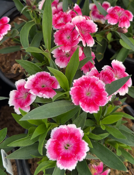 Dianthus Beauties Olivia Bella Carnation