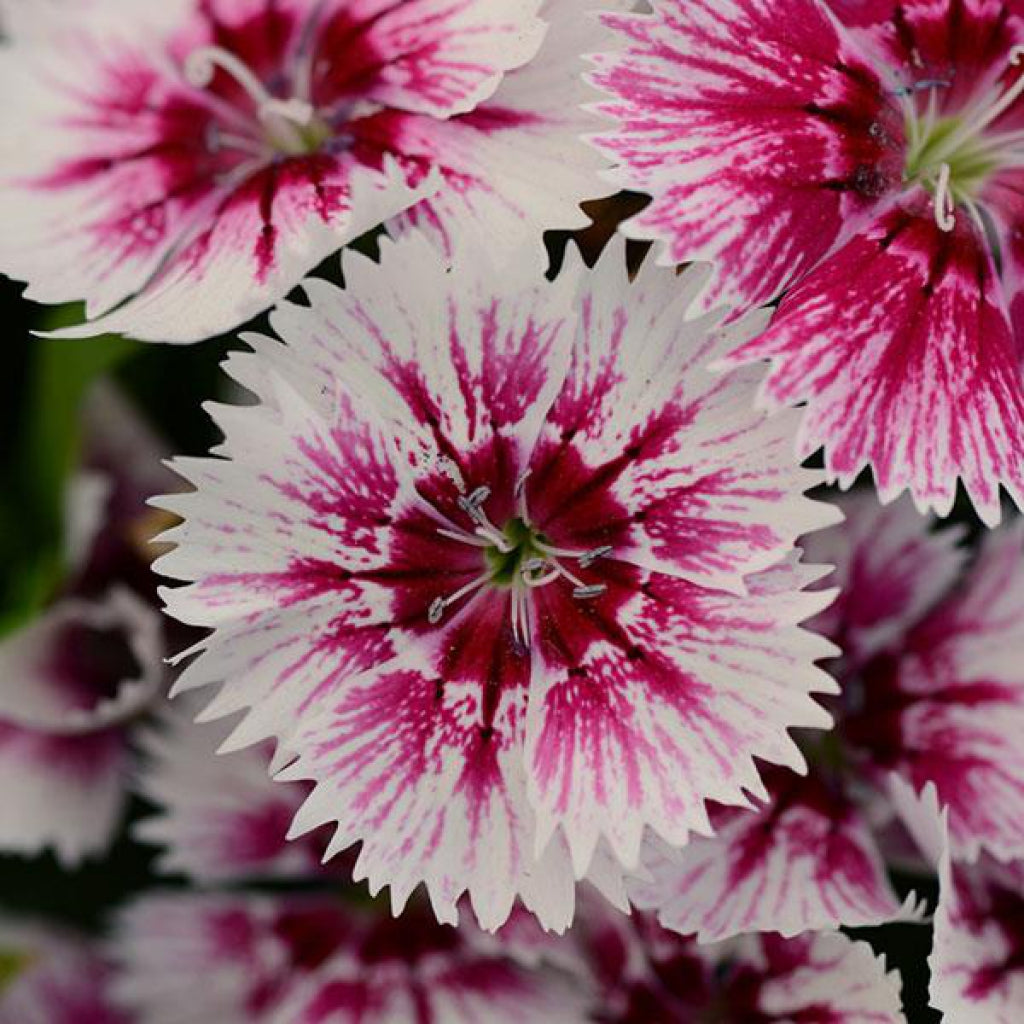 Dianthus 'Floral Lace Picotee'