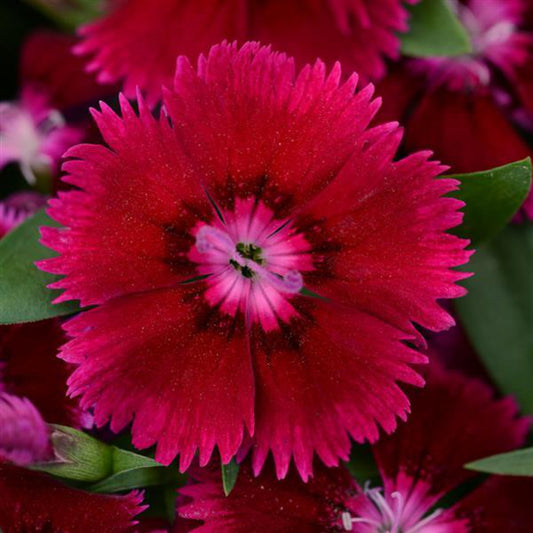 Dianthus 'Floral Lace Purple'