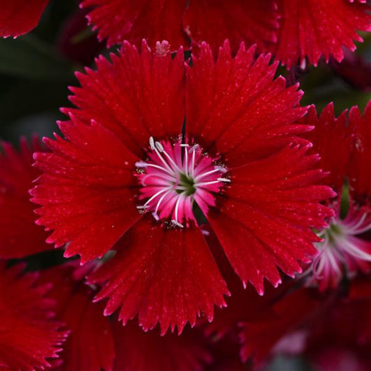 Dianthus 'Floral Lace Red'