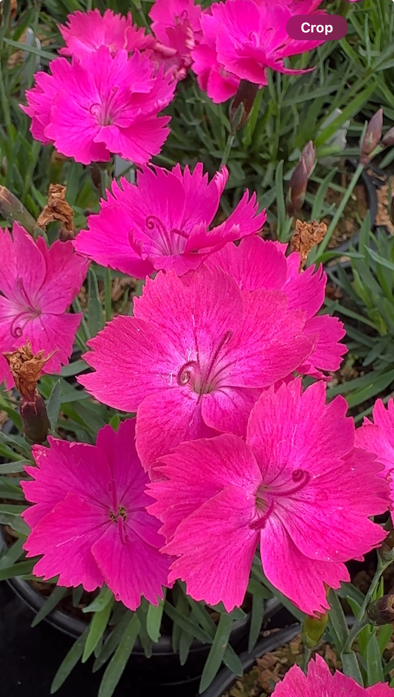 Beauties Kate Pink Carnation