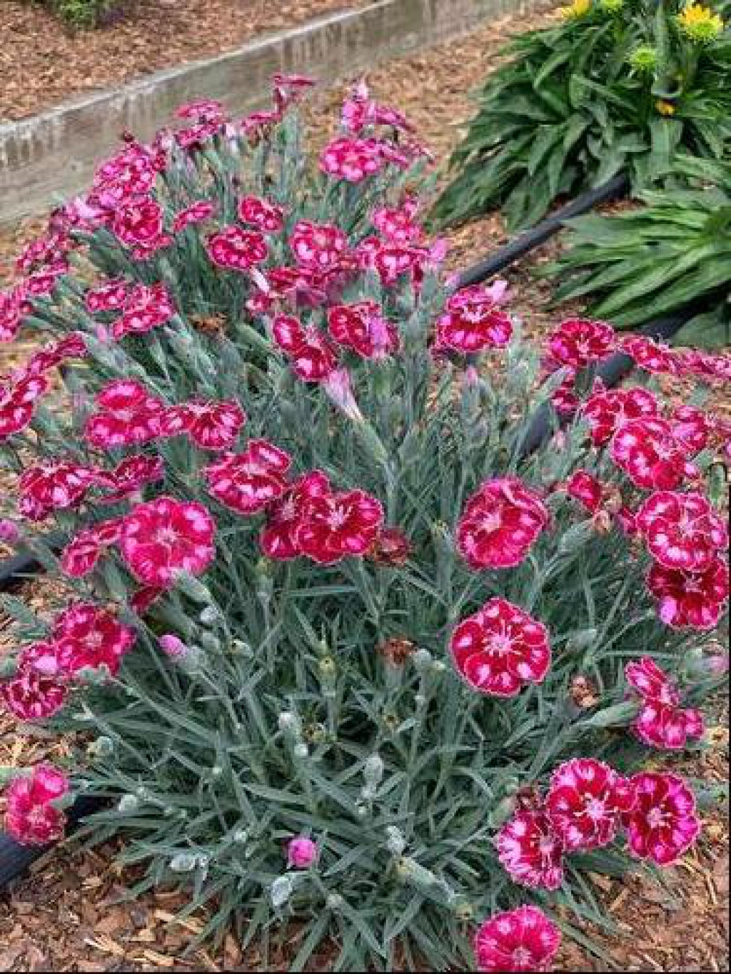 'Mountain Frost Ruby Glitter' Cheddar Pinks