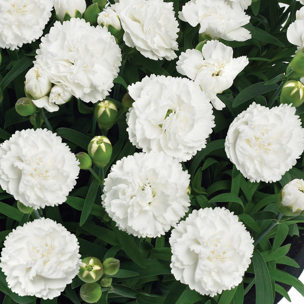 Sunflor Cosmos White Carnation