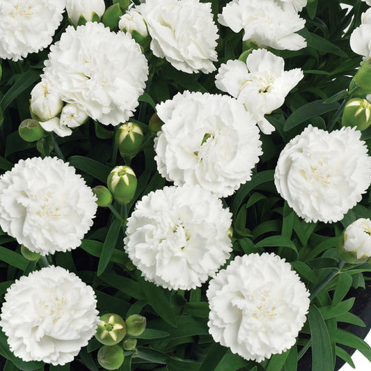 Sunflor Cosmos White Carnation