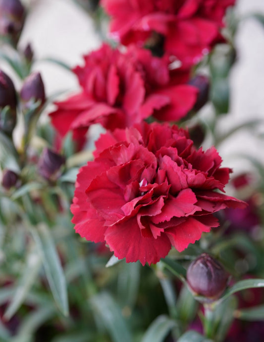Sunflor Red Dynamite Carnation