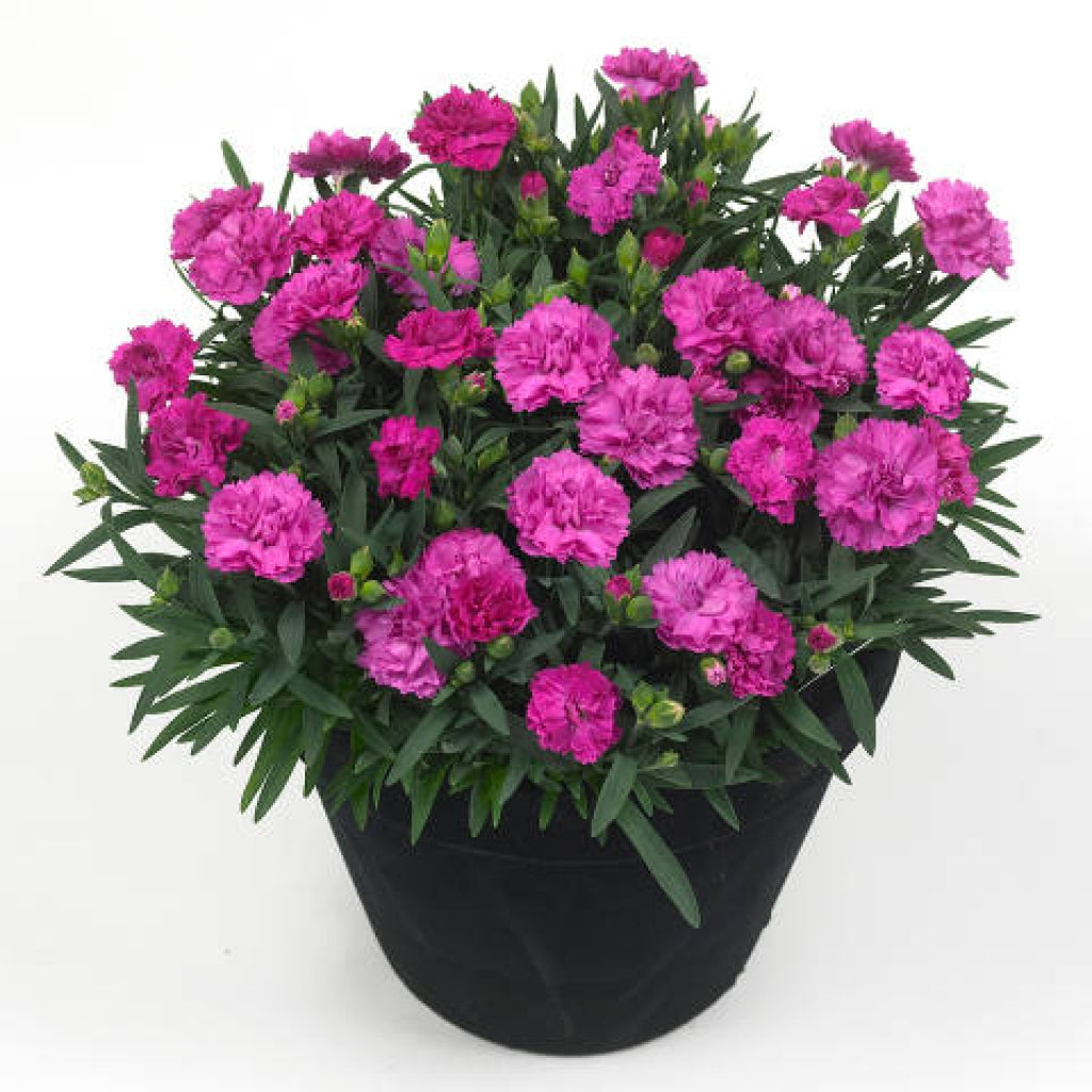 Dianthus Sunflor Faganza Carnation