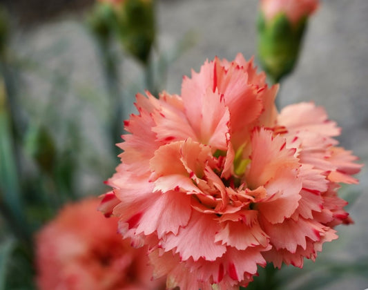 Sunflor Cody Orange Carnation