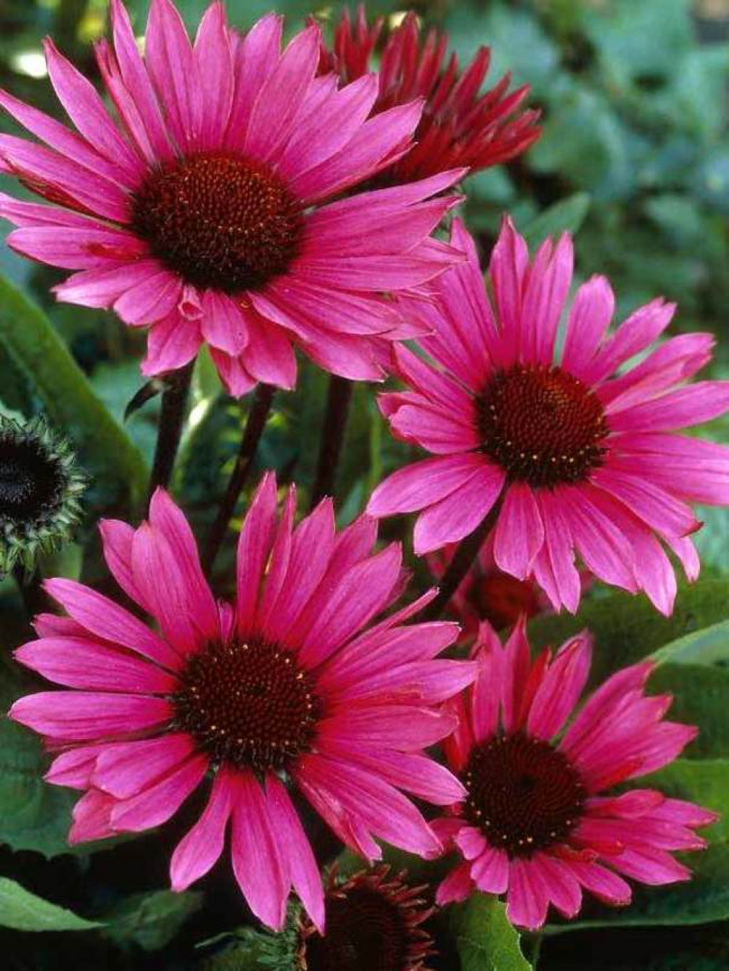 Echinacea Fatal Attraction Coneflower