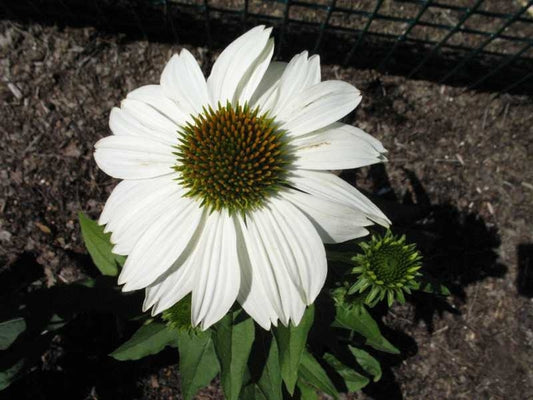 PowWow White Coneflower