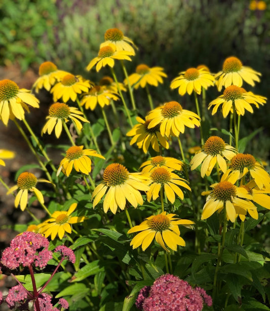 Sombrero® Lemon Yellow Coneflower