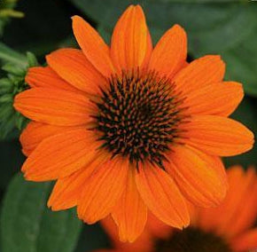Sombrero Adobe Orange Coneflower
