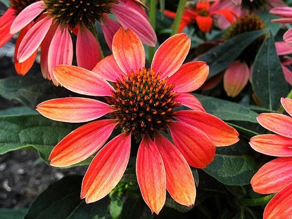 Sombrero Poco Hot Coral Coneflower