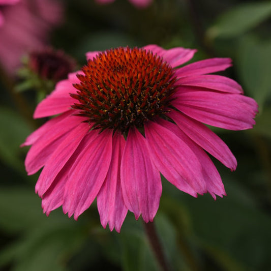 Sombrero Rosada Coneflower
