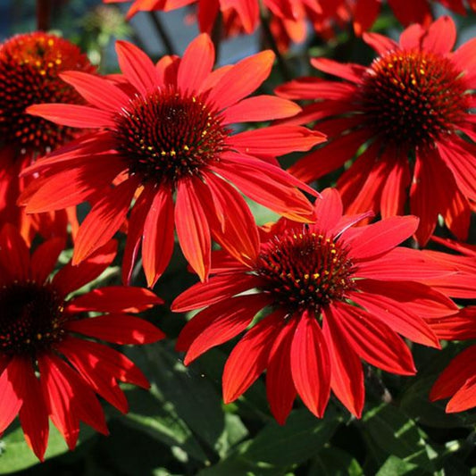Sombrero Sangrita Red Coneflower