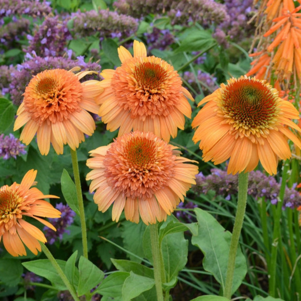 Echinacea 'Supreme Cantaloupe' Orange Coneflower