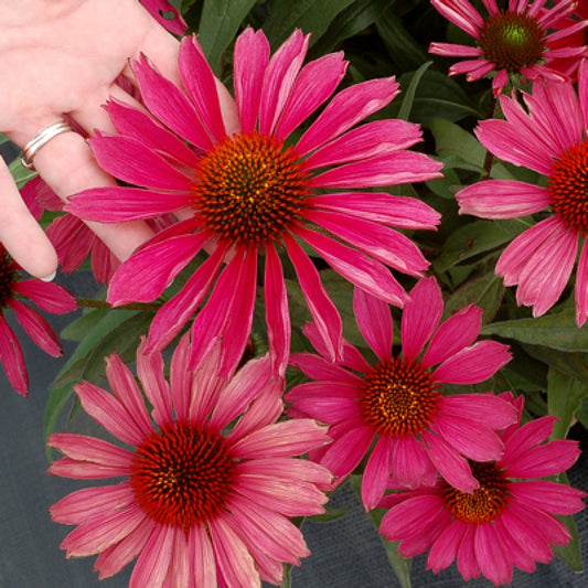 Echinacea 'Kismet Raspberry' Coneflower